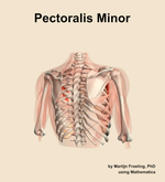 The pectoralis minor muscle of the shoulder - orientation 6