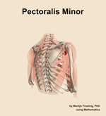 The pectoralis minor muscle of the shoulder - orientation 7