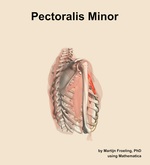 The pectoralis minor muscle of the shoulder - orientation 8