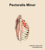 The pectoralis minor muscle of the shoulder - orientation 9