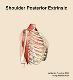 Muscles of the posterior extrinsic compartment of the shoulder - orientation 10