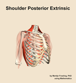 Muscles of the posterior extrinsic compartment of the shoulder - orientation 11