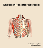 Muscles of the posterior extrinsic compartment of the shoulder - orientation 12
