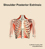 Muscles of the posterior extrinsic compartment of the shoulder - orientation 13