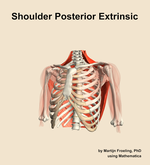 Muscles of the posterior extrinsic compartment of the shoulder - orientation 14