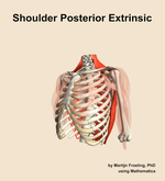 Muscles of the posterior extrinsic compartment of the shoulder - orientation 15