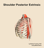 Muscles of the posterior extrinsic compartment of the shoulder - orientation 16