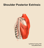 Muscles of the posterior extrinsic compartment of the shoulder - orientation 2
