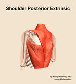 Muscles of the posterior extrinsic compartment of the shoulder - orientation 3