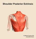 Muscles of the posterior extrinsic compartment of the shoulder - orientation 4