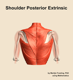 Muscles of the posterior extrinsic compartment of the shoulder - orientation 5