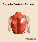 Muscles of the posterior extrinsic compartment of the shoulder - orientation 6