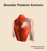 Muscles of the posterior extrinsic compartment of the shoulder - orientation 7