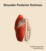 Muscles of the posterior extrinsic compartment of the shoulder - orientation 8