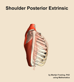 Muscles of the posterior extrinsic compartment of the shoulder - orientation 9