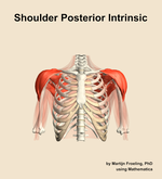Muscles of the posterior intrinsic compartment of the shoulder - orientation 13