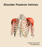 Muscles of the posterior intrinsic compartment of the shoulder - orientation 14