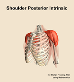 Muscles of the posterior intrinsic compartment of the shoulder - orientation 15