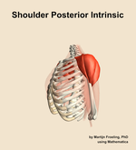 Muscles of the posterior intrinsic compartment of the shoulder - orientation 16