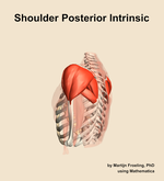 Muscles of the posterior intrinsic compartment of the shoulder - orientation 2