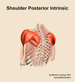 Muscles of the posterior intrinsic compartment of the shoulder - orientation 3