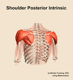 Muscles of the posterior intrinsic compartment of the shoulder - orientation 4