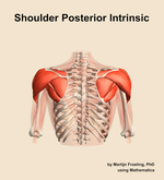 Muscles of the posterior intrinsic compartment of the shoulder - orientation 5