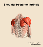 Muscles of the posterior intrinsic compartment of the shoulder - orientation 7