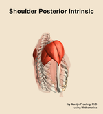 Muscles of the posterior intrinsic compartment of the shoulder - orientation 8