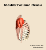 Muscles of the posterior intrinsic compartment of the shoulder - orientation 9
