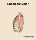 The rhomboid major muscle of the shoulder - orientation 1
