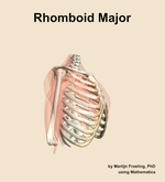 The rhomboid major muscle of the shoulder - orientation 10