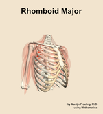 The rhomboid major muscle of the shoulder - orientation 11