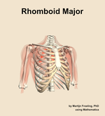 The rhomboid major muscle of the shoulder - orientation 12
