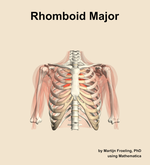 The rhomboid major muscle of the shoulder - orientation 13