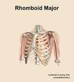 The rhomboid major muscle of the shoulder - orientation 14