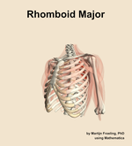 The rhomboid major muscle of the shoulder - orientation 15