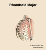 The rhomboid major muscle of the shoulder - orientation 16