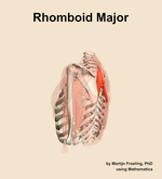 The rhomboid major muscle of the shoulder - orientation 2