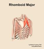The rhomboid major muscle of the shoulder - orientation 3