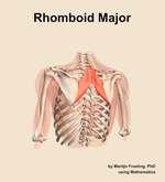 The rhomboid major muscle of the shoulder - orientation 4