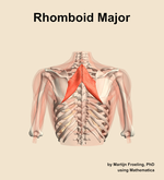 The rhomboid major muscle of the shoulder - orientation 5