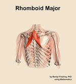 The rhomboid major muscle of the shoulder - orientation 6