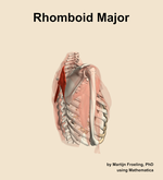 The rhomboid major muscle of the shoulder - orientation 8