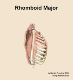 The rhomboid major muscle of the shoulder - orientation 9