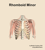 The rhomboid minor muscle of the shoulder - orientation 13