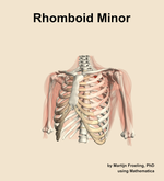 The rhomboid minor muscle of the shoulder - orientation 14