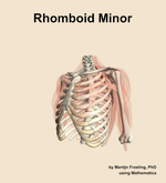 The rhomboid minor muscle of the shoulder - orientation 15