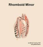 The rhomboid minor muscle of the shoulder - orientation 2