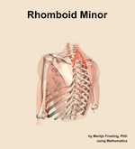 The rhomboid minor muscle of the shoulder - orientation 3